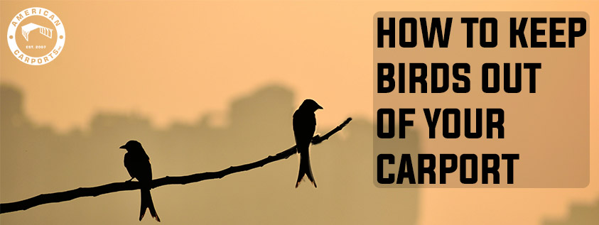 How to Keep Birds Out of Your Carport