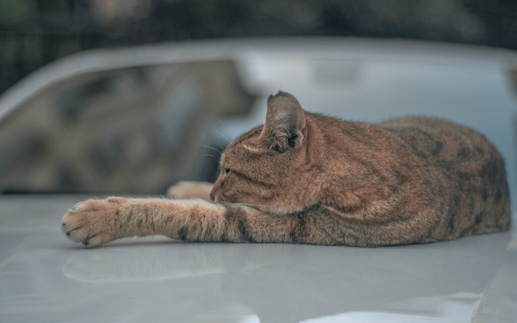 How to Keep Cats Off Your Car