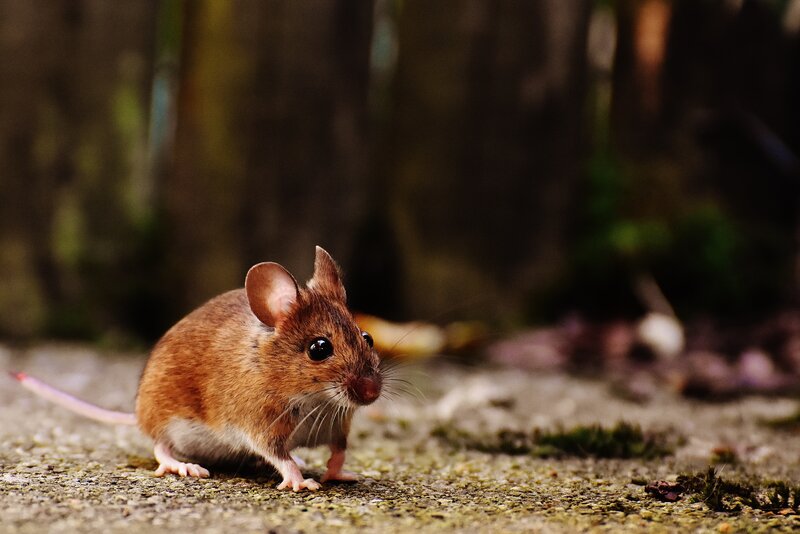 How to Keep Mice Out of Your Garage